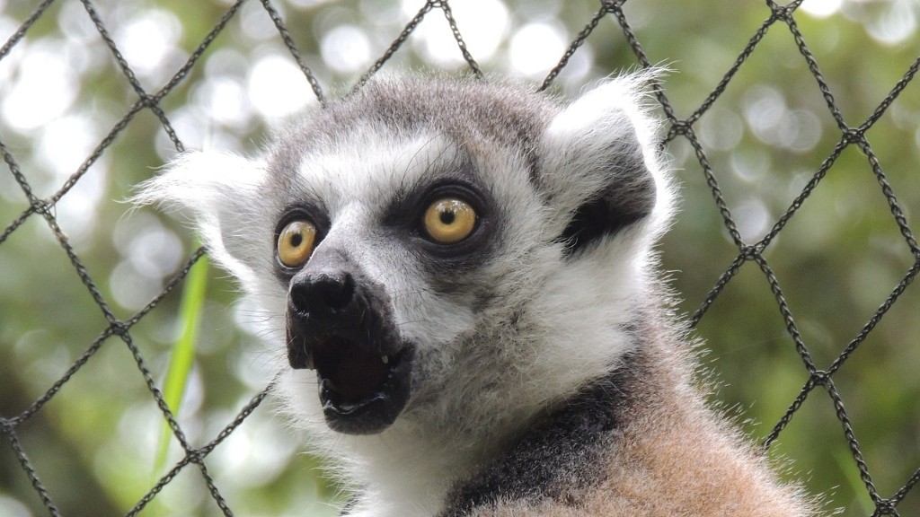 Există febră galbenă în Madagascar