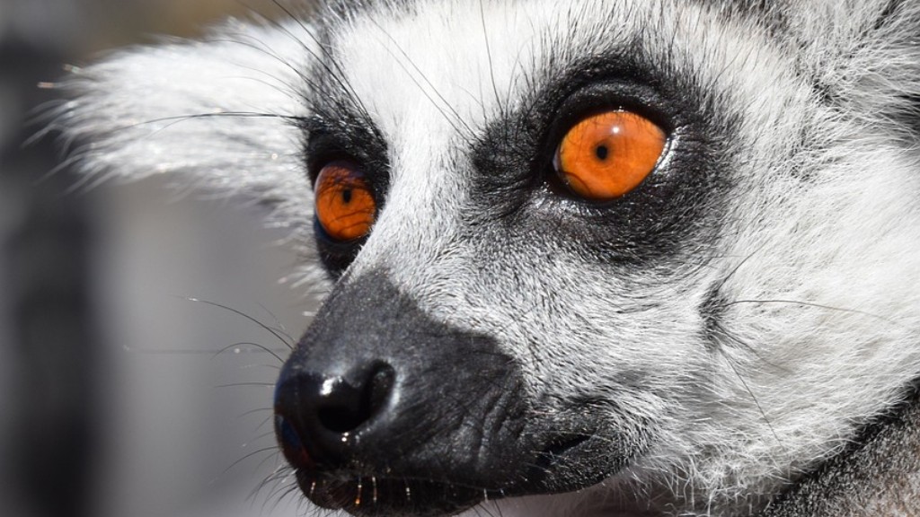 Robin Williams a fost Vocea Lemurului din Madagascar