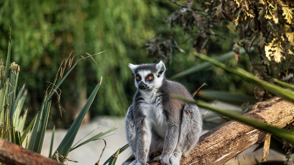 Care sunt cele mai periculoase animale din Madagascar